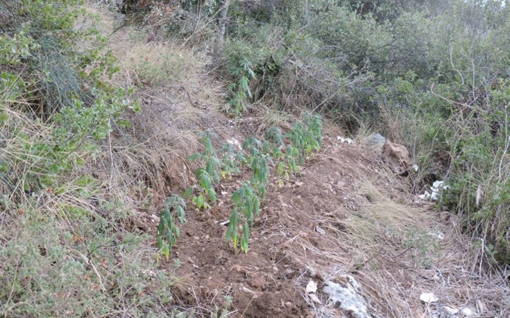 Χασισοφυτεία 100 δενδρυλλίων εντόπισαν αστυνομικοί στη Βοιωτία
