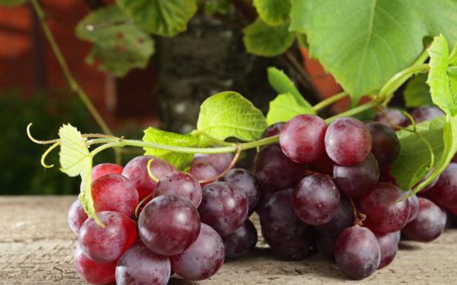 Τα θρεπτικά συστατικά που προσφέρει το σταφύλι 1