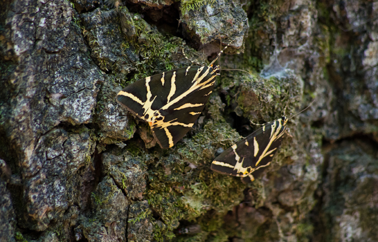 Επισκεφθείτε την ειδυλλιακή Κοιλάδα των Πεταλούδων στη Ρόδο