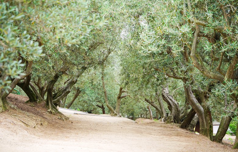 Tο πράσινο της ελιάς και το μπλε της Ελλάδας «έκλεψε» η Σοντοσίμα στην Ιαπωνία