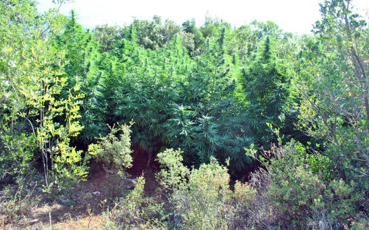 Αστυνομικοί εντόπισαν φυτεία κάνναβης στον Παρνασσό, αλλά δεν βρήκαν τους χασισοκαλλιεργητές 1