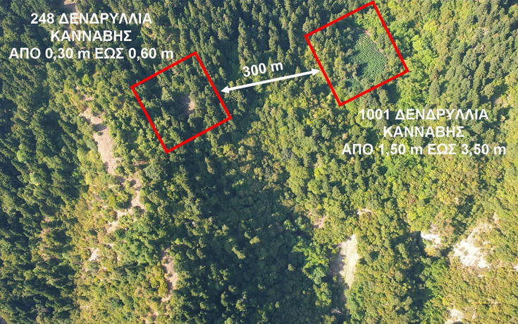 Καλλιεργούσαν δενδρύλλια κάνναβης ως 3,5 μέτρα και αξίας άνω του 1 εκατομμυρίου ευρώ 7