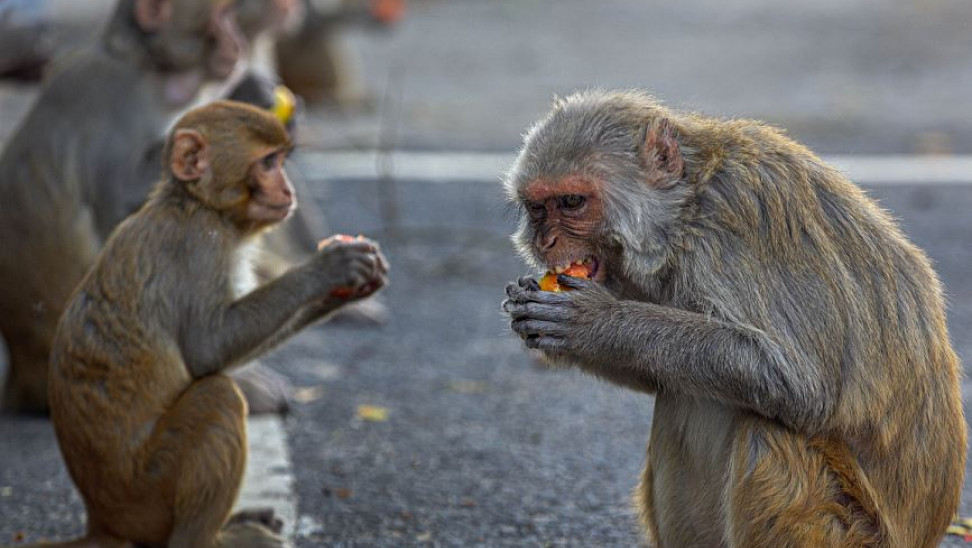 Απίστευτο Ινδία: Μαϊμούδες απήγαγαν βρέφος 8 ημερών και βρέθηκε νεκρό