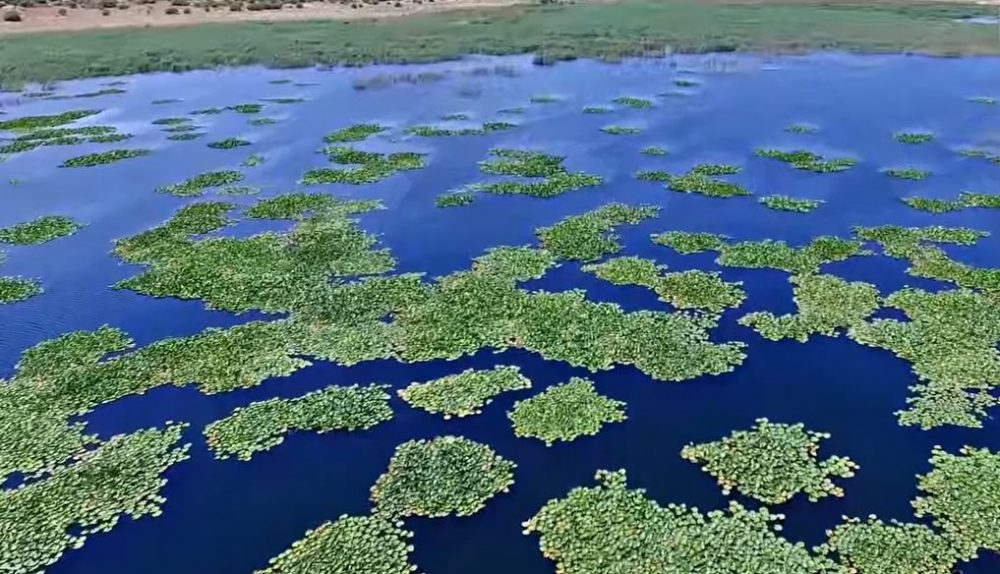 Μαγεύει το εντυπωσιακό δάσος με τα νούφαρα δίπλα στην Αττική – News.gr 2
