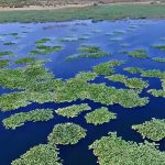 Μαγεύει το εντυπωσιακό δάσος με τα νούφαρα δίπλα στην Αττική – News.gr 5