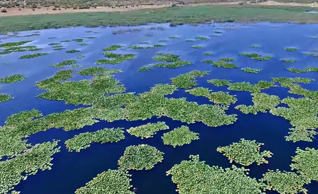 Μαγεύει το εντυπωσιακό δάσος με τα νούφαρα δίπλα στην Αττική – News.gr