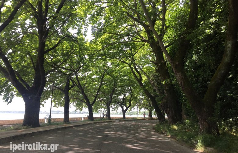Το μαγικό τούνελ της Ηπείρου που είναι φτιαγμένο από… πλατάνια – News.gr 3