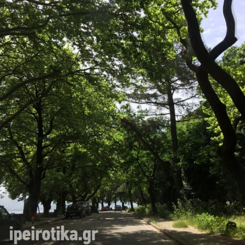 Το μαγικό τούνελ της Ηπείρου που είναι φτιαγμένο από… πλατάνια – News.gr 5