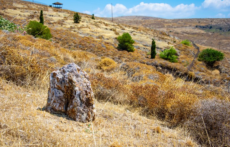 Το ξεχωριστό ελληνικό δάσος των 20 εκατομμυρίων ετών – News.gr 1