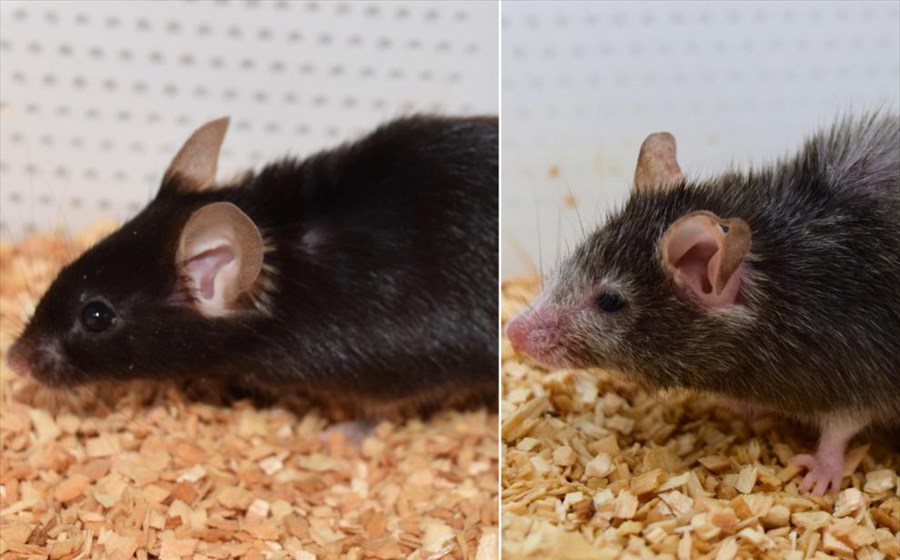 Επιστήμονες αντέστρεψαν τη γήρανση στα ποντίκια. Θέλουν το ίδιο για τους ανθρώπους  1