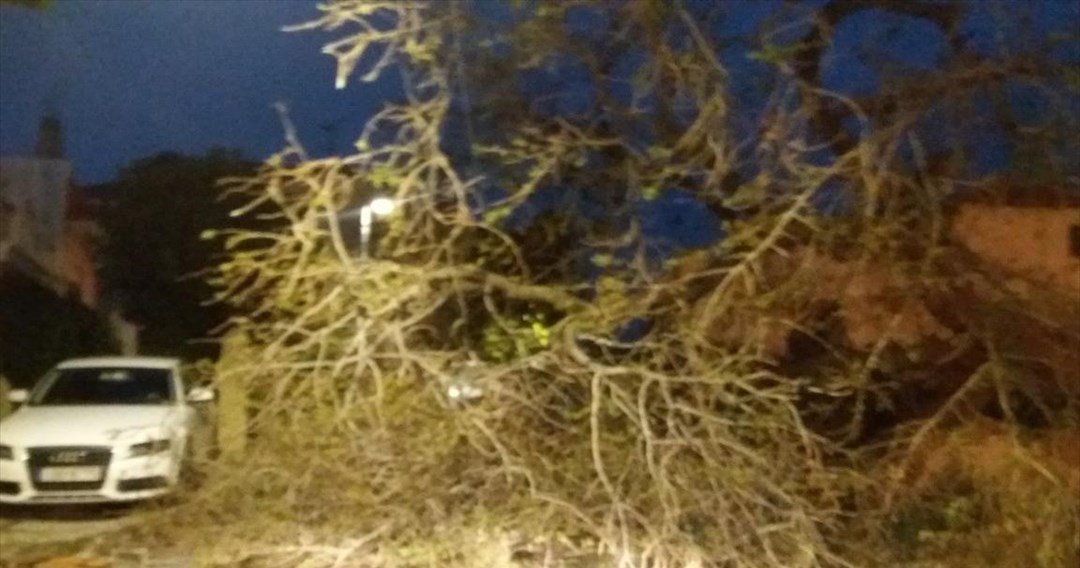 Διακοπή κυκλοφορίας στην Τατοϊού λόγω πτώσης δέντρου