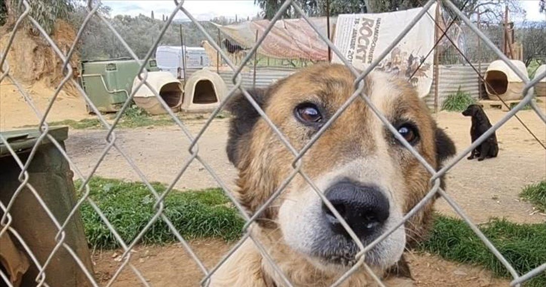 Κατανομή 2,9 εκατ. ευρώ σε 18 δήμους για τα αδέσποτα