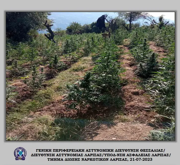 Στο φως φυτείες με σχεδόν 3.700 χασισόδεντρα (βίντεο)
