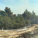 Αναστέλλονται οι οικονομικές δραστηριότητες στην πληγείσα από την πυρκαγιά δασική περιοχή του Έβρου 15