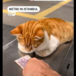 Οι γάτες της Κωνσταντινούπολης: Αναπόσπαστο στοιχείο στο κάδρο της καθημερινότητας 19