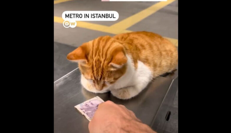 Οι γάτες της Κωνσταντινούπολης: Αναπόσπαστο στοιχείο στο κάδρο της καθημερινότητας 27