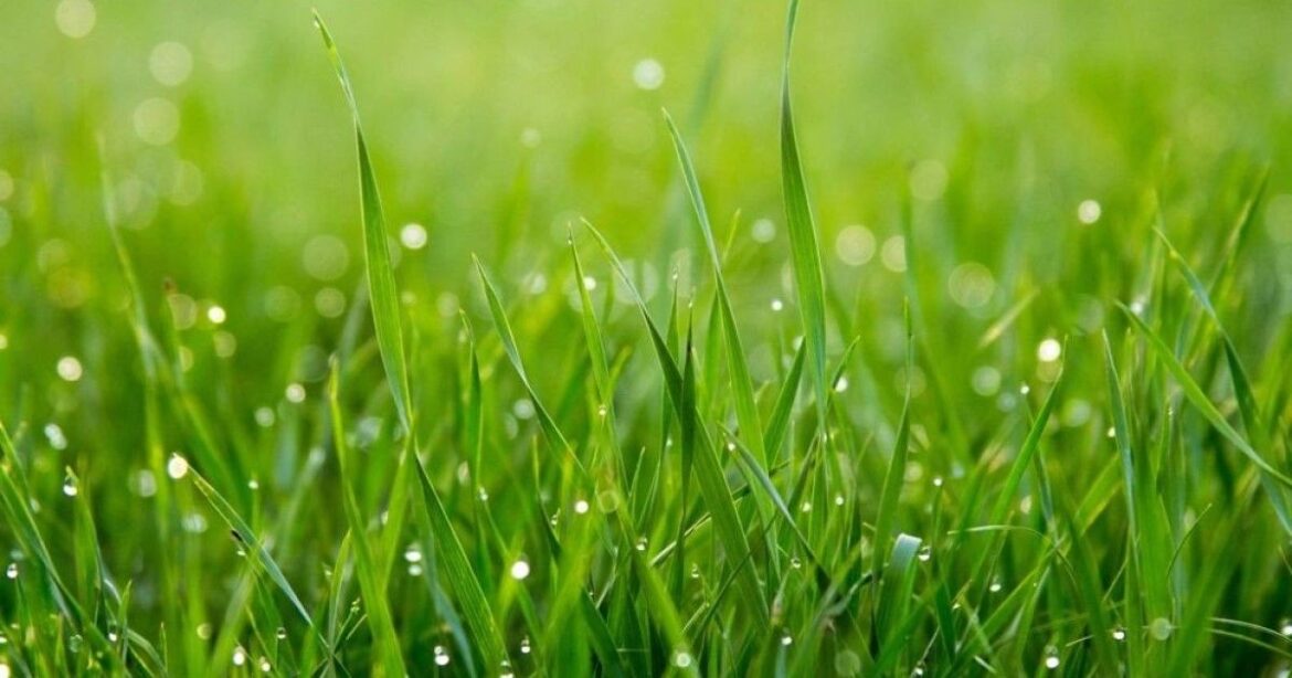 Αυτοψυχόμενο συνθετικό γρασίδι μπορεί να κρατήσει δροσερές τις πόλεις και τα γήπεδα