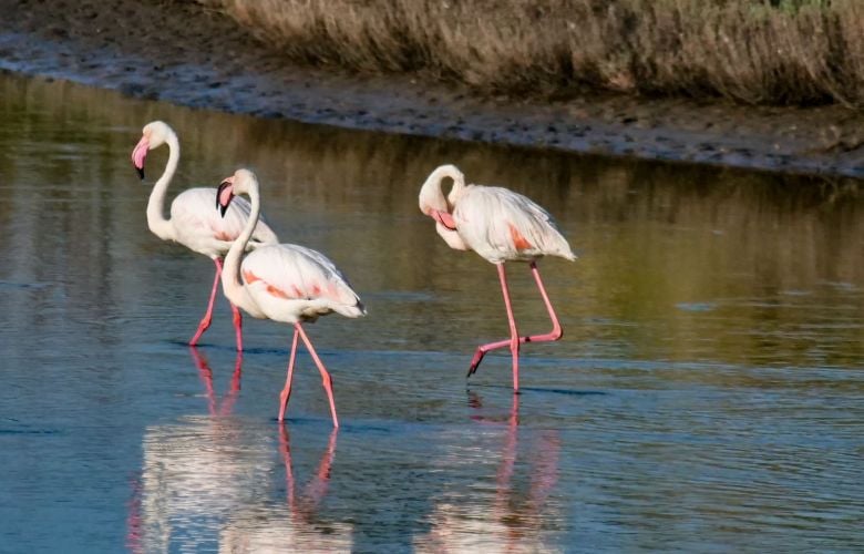 Η Λέσβος στην παγκόσμια έκθεση παρατήρησης πουλιών Global Bird fair – News.gr